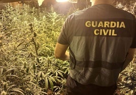 Plantación desmantelada por la Guardia Civil.