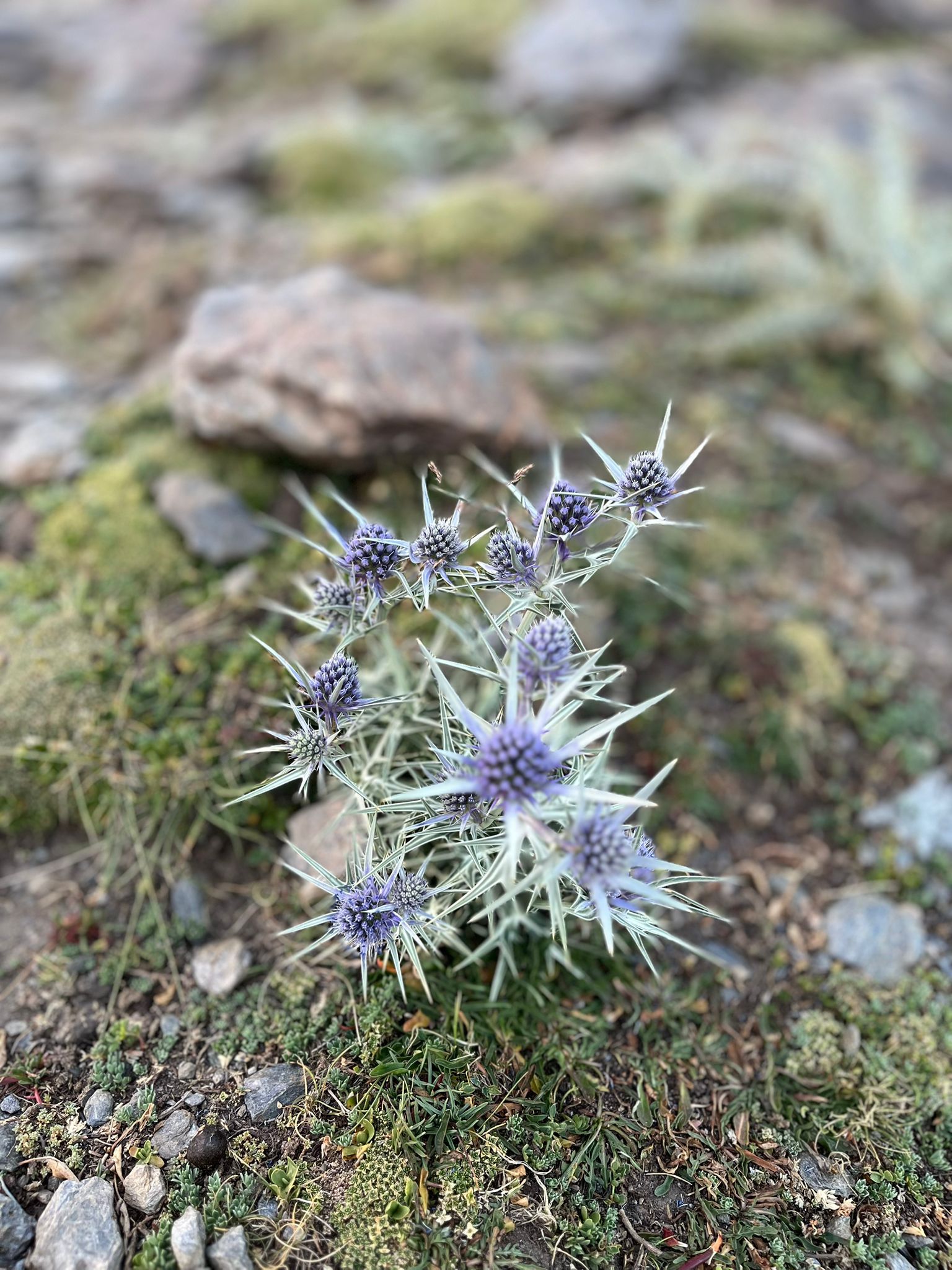 Las bellas imágenes de la romería más alta de España