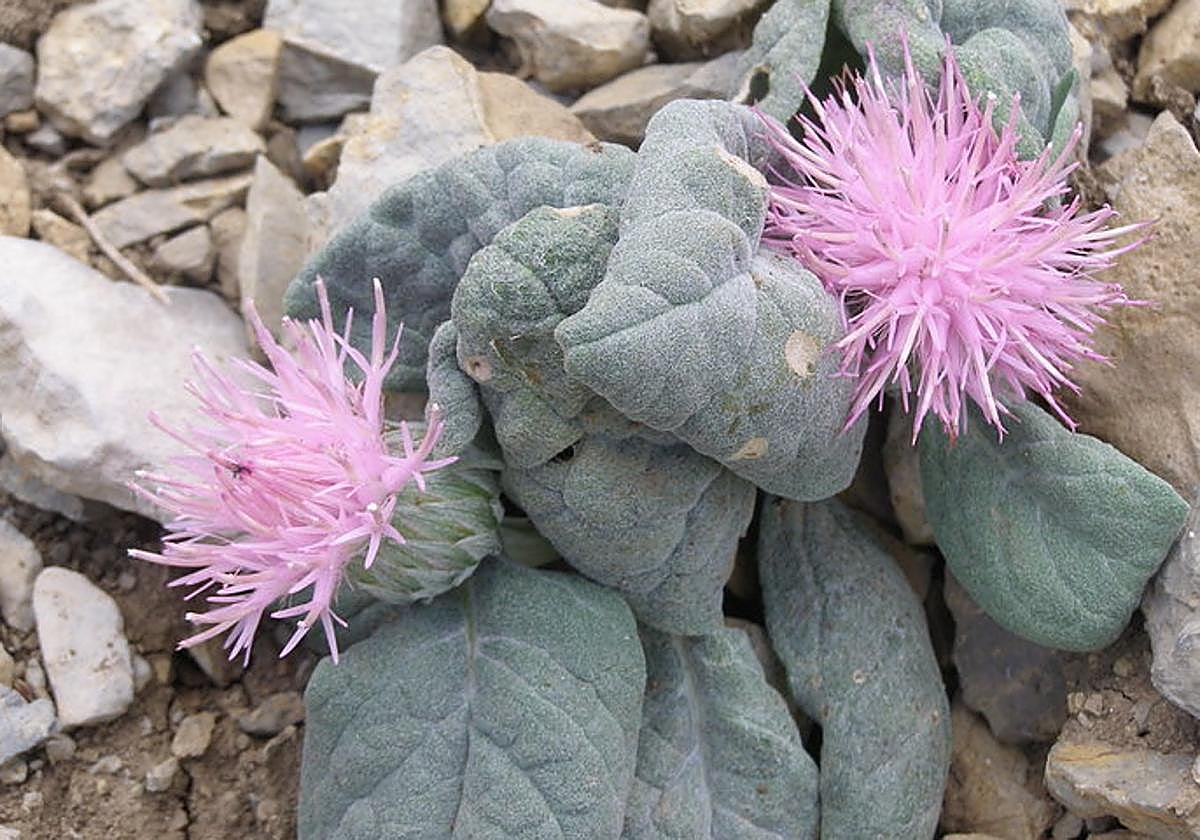 Entre las especies de interés destaca la Jurinea fontqueri, con endemismo exclusivo de Sierra Mágina.