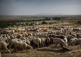 Cientos de ovejas en una explotación ganadera del norte de la provincia de Granada.