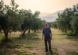 Enrique Alguacil, entre sus olivos en el pago del Lavadero Bajo, en la Vega de La Zubia.