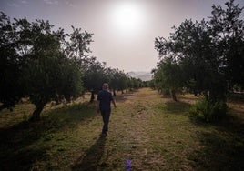 Un agricultor jubilado camina entre sus olivos en la Vega de La Zubia.
