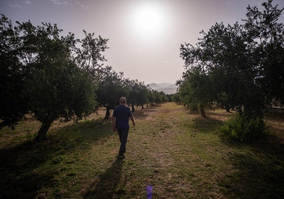 Un agricultor jubilado camina entre sus olivos en la Vega de La Zubia.