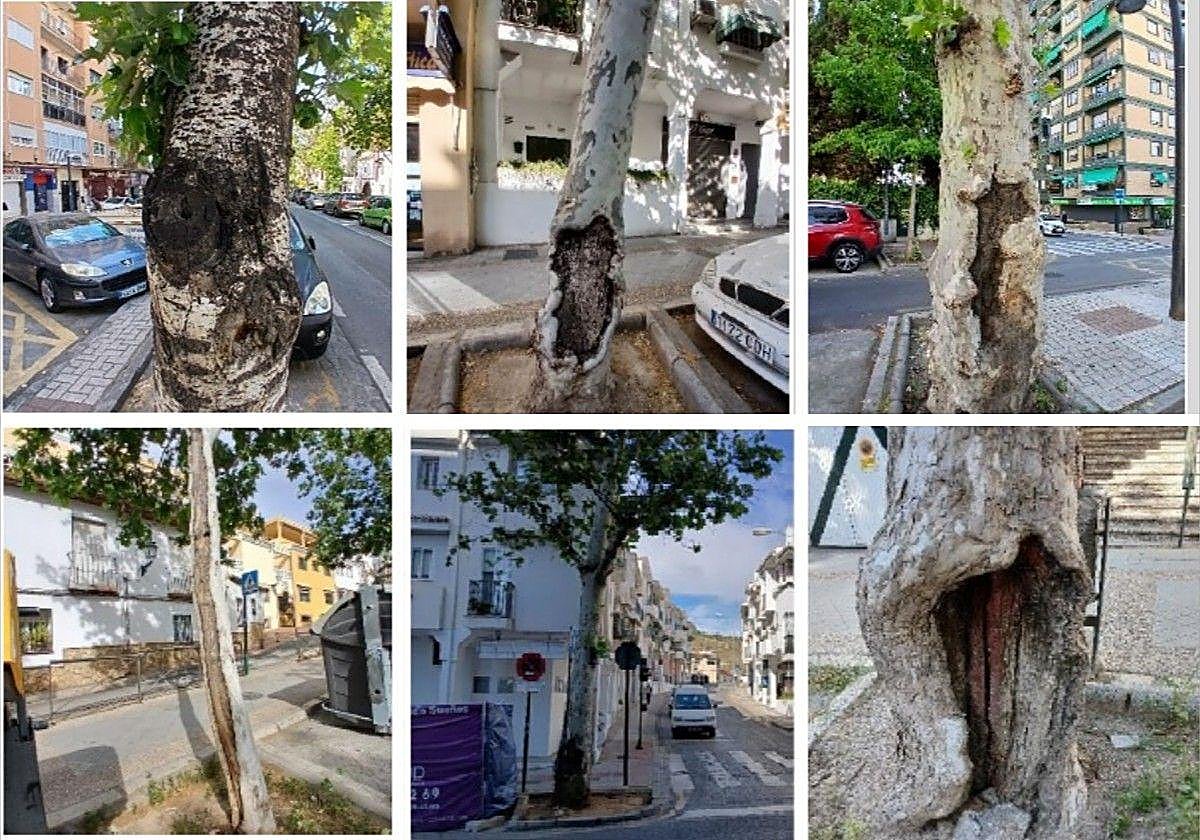 Árboles de la avenida de Cervantes de Granada que según el informe del Ayuntamiento hay que talar.
