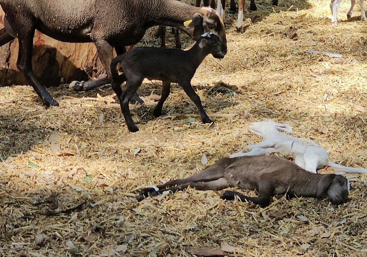 En la provincia jienense hay casos con implicación de los serotipos 3 y 8.