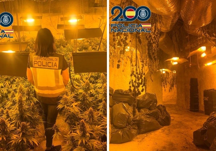 Al descubierto una casa cueva y dos viviendas de Baza llenas de marihuana