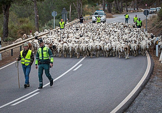 Imagen de archivo de ovejas trashumantes en la provincia de Granada.