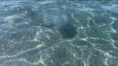 Medusa este miércoles en Salobreña