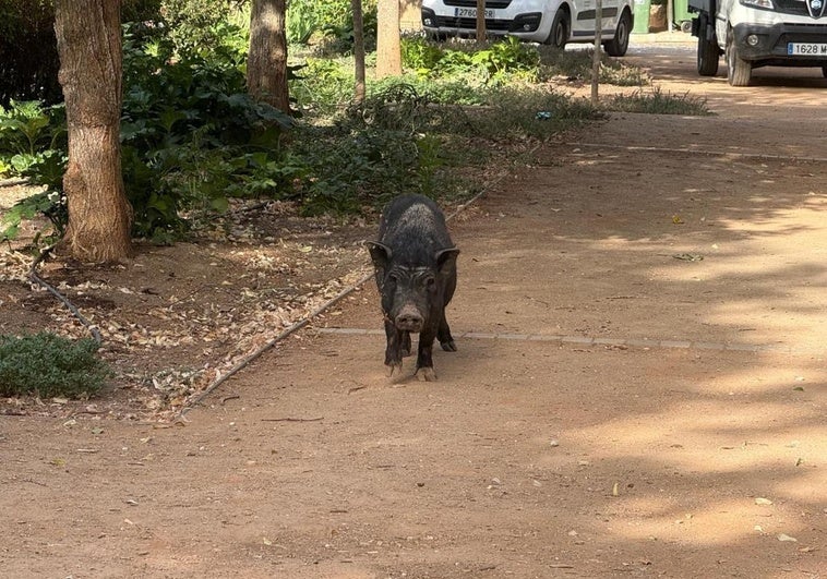Un híbrido «raro y peligroso» entre jabalí y cerdo vietnamita: así es el mestizo rescatado en Granada