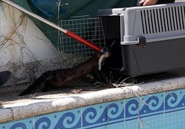 Rescate de uno de los tres hurones atrapados, uno de ellos muerto.