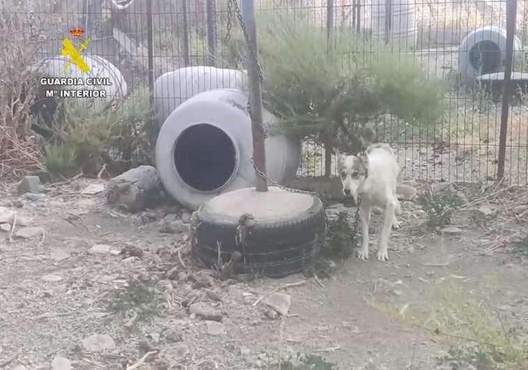 La Guardia Civil encuentra decenas de perros y équidos en pésimas condiciones en una finca de Güéjar Sierra