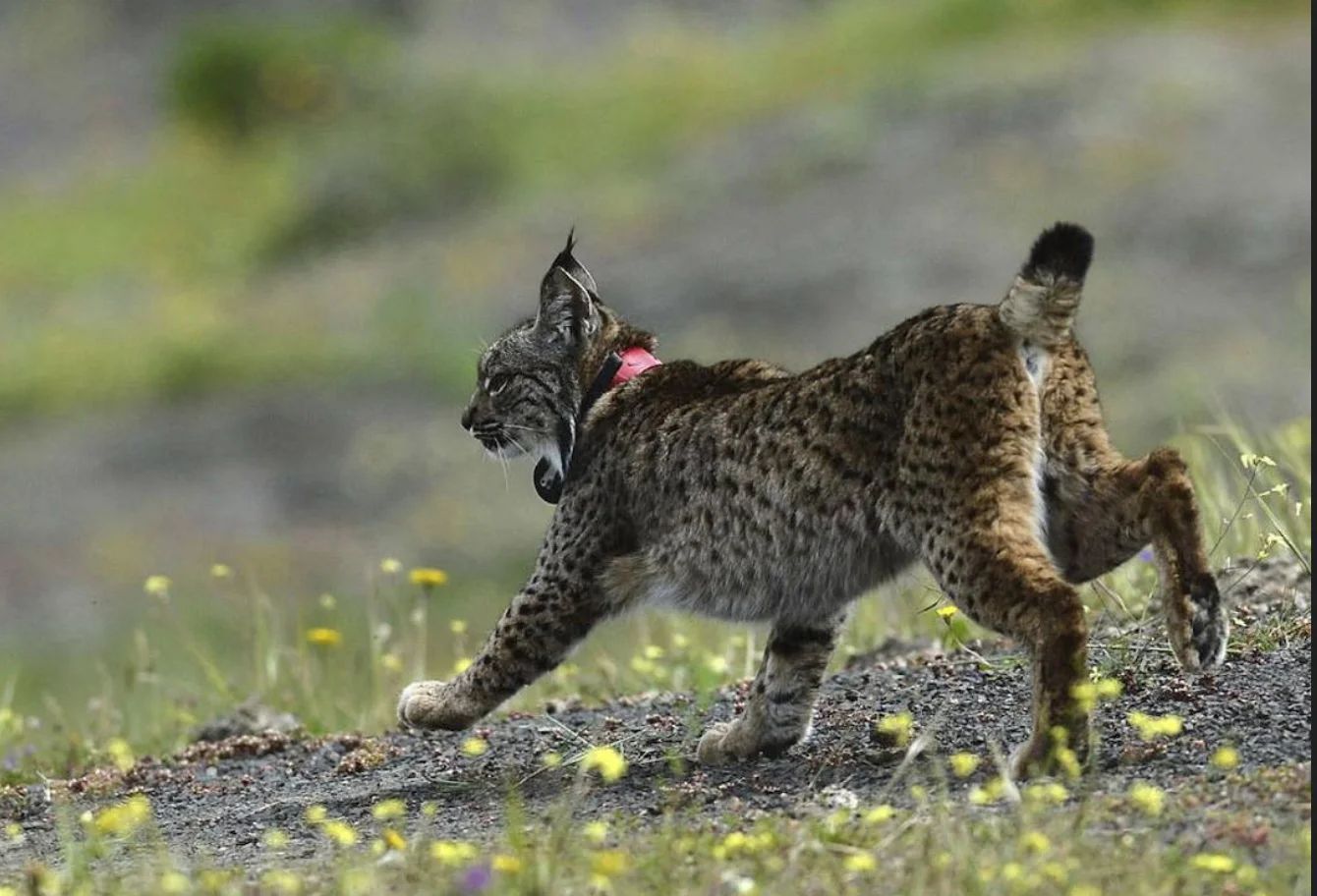 El lince ibérico, especie protegida cuyo hábitat natural son los montes.