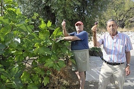 Dos vecinos de Turón: José Martín y su amigo Antonio Vargas 'El Trovero' (a la derecha) recogiendo higos tempranos