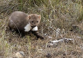 Un ejemplar de garduña en la naturaleza.