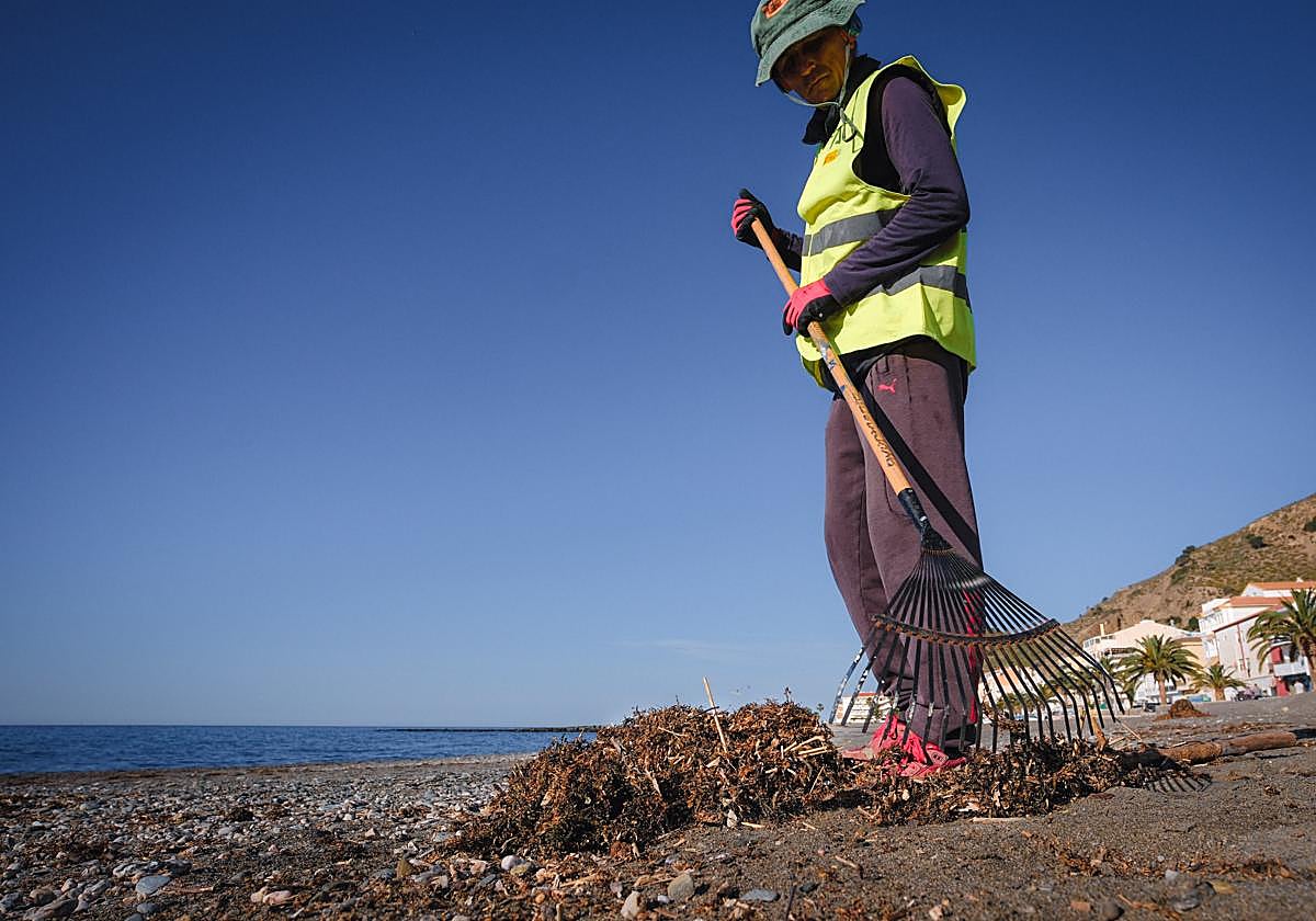 Un operario municipal retira arribazones de 'Rugulopteryx' en la playa de La Mamola.