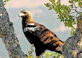 Las águilas están entre las aves que pasan por Almería en su trayecto migratorio.