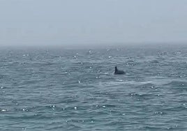 «Asombro y emoción» en los bañistas de Torrenueva por un delfín cerca de la orilla