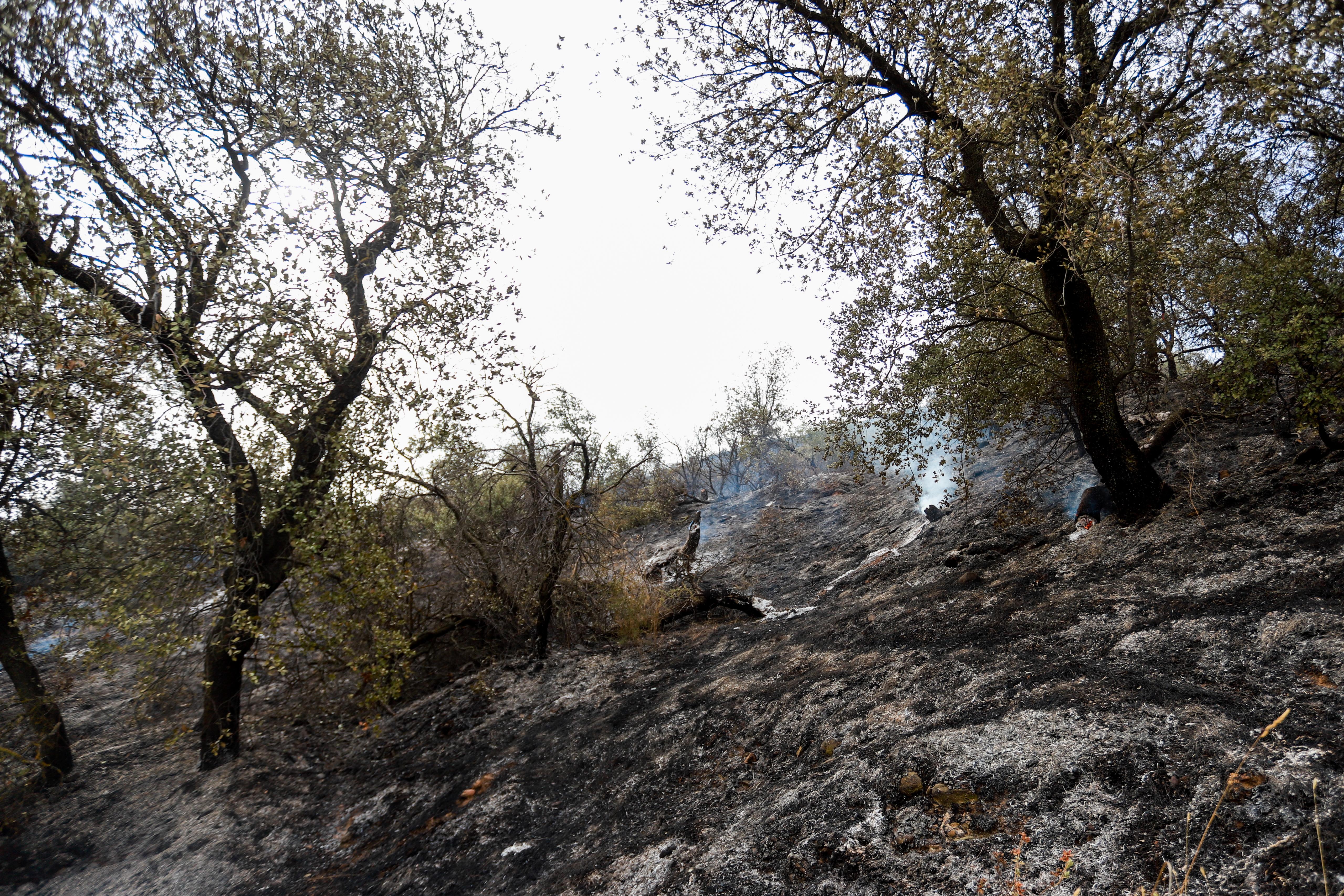Así ha quedado la zona quemada en la Fuente de la Bicha