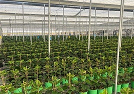 Tres millones de flores de Pascua almerienses aguardan para teñir de rojo la Navidad