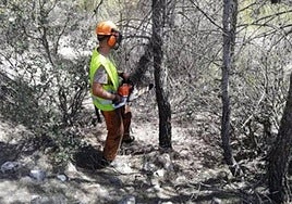 Un operario interviene en una zona forestal.
