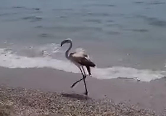 El flamenco pasea por la orilla de la playa.