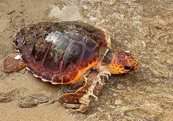 Tortuga en la orilla de la playa de Rodalquilar.