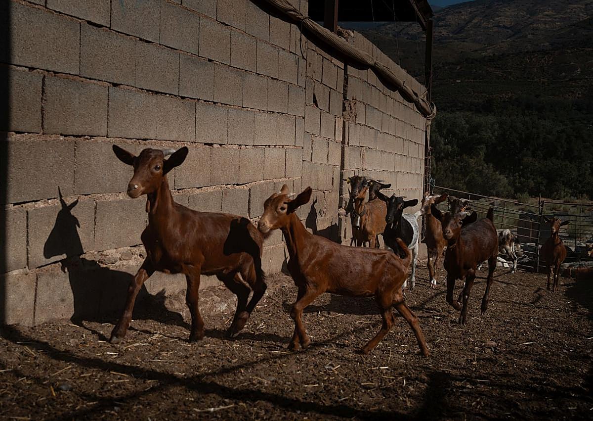 Imagen secundaria 1 - Durante un mes, todos los días había ovejas nuevas enfermas en esta explotación de Órgiva.