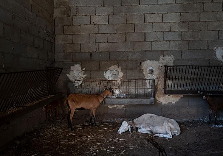 La lengua azul ha afectado al 80% del ganado en la explotación de Órgiva donde se confirmó el primer foco.