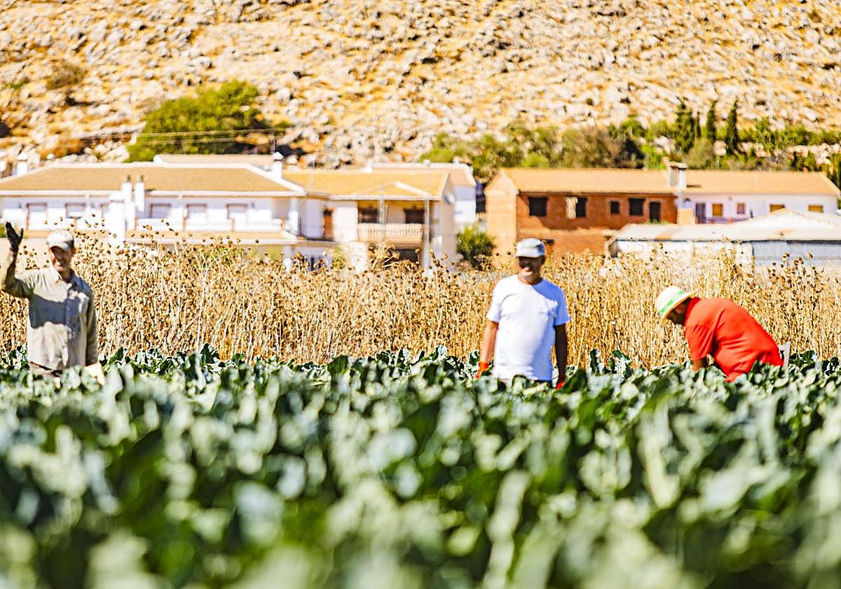 Imagen secundaria 1 - La vida de los temporeros en Ventas de Zafarraya.