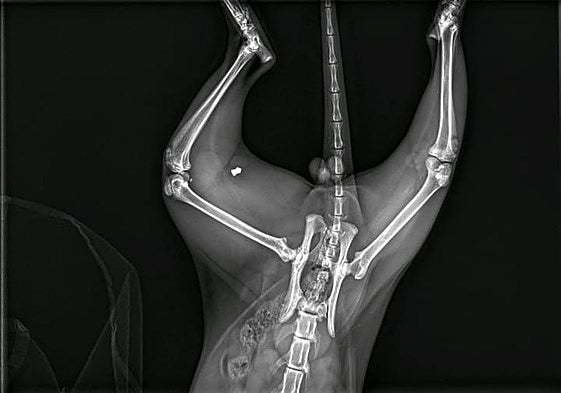 Radiografía que muestra uno de los plomos en el cuerpo del gato.