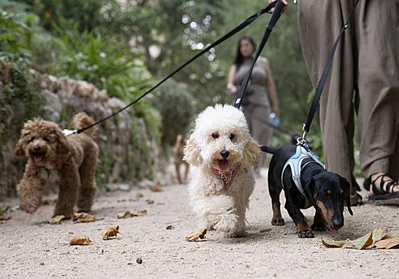 Hay más de 170.000 perros censados en la provincia.