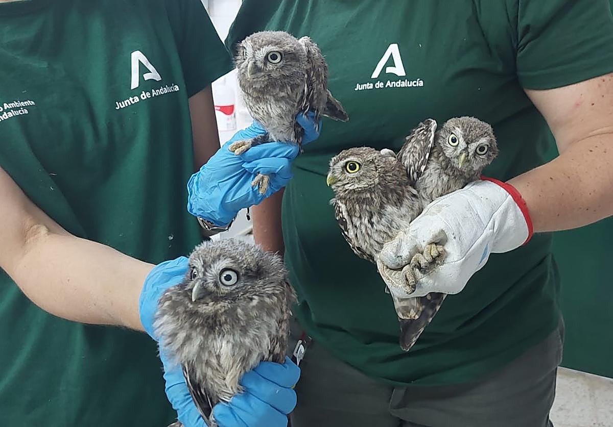 Mochuelos ante la puesta en libertad.