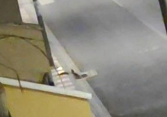 Imagen de las ratas.