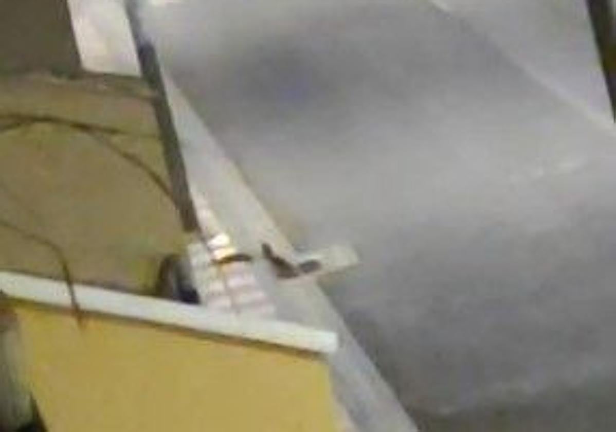 Imagen de las ratas.