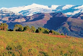 Gestión forestal responsable: el reto pendiente en Sierra Nevada