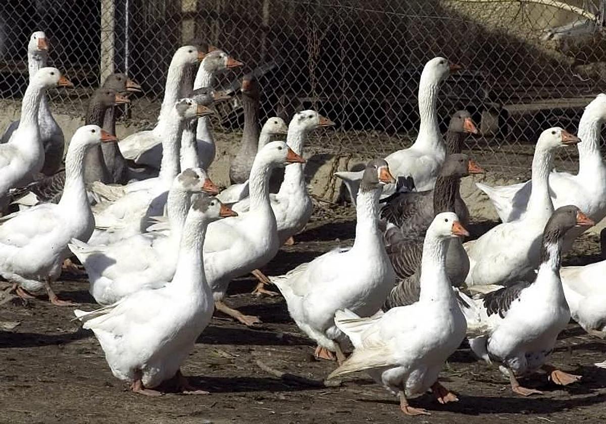 La Junta detecta un foco de gripe aviaren una granja en la provincia de Huelva.