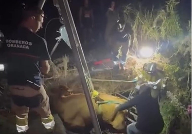 Los bomberos rescatan a una vaca atrapada en Sierra Nevada