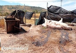 Imagen del cadáver de un cerdo difundida por la Unidad de Policía Adscrita en sus redes sociales.