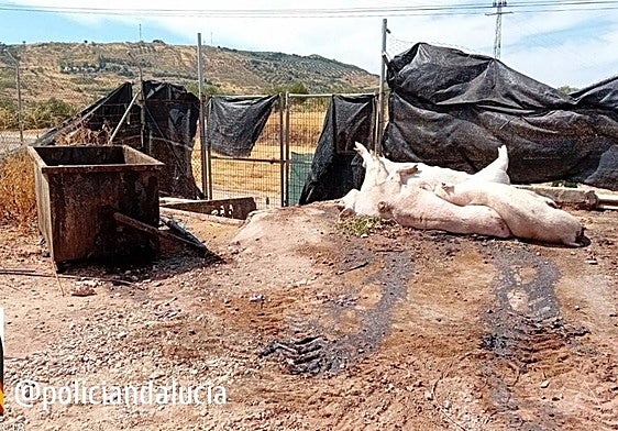 Imagen del cadáver de un cerdo difundida por la Unidad de Policía Adscrita en sus redes sociales.