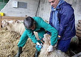 Un veterinario vacunando contra la lengua azul.