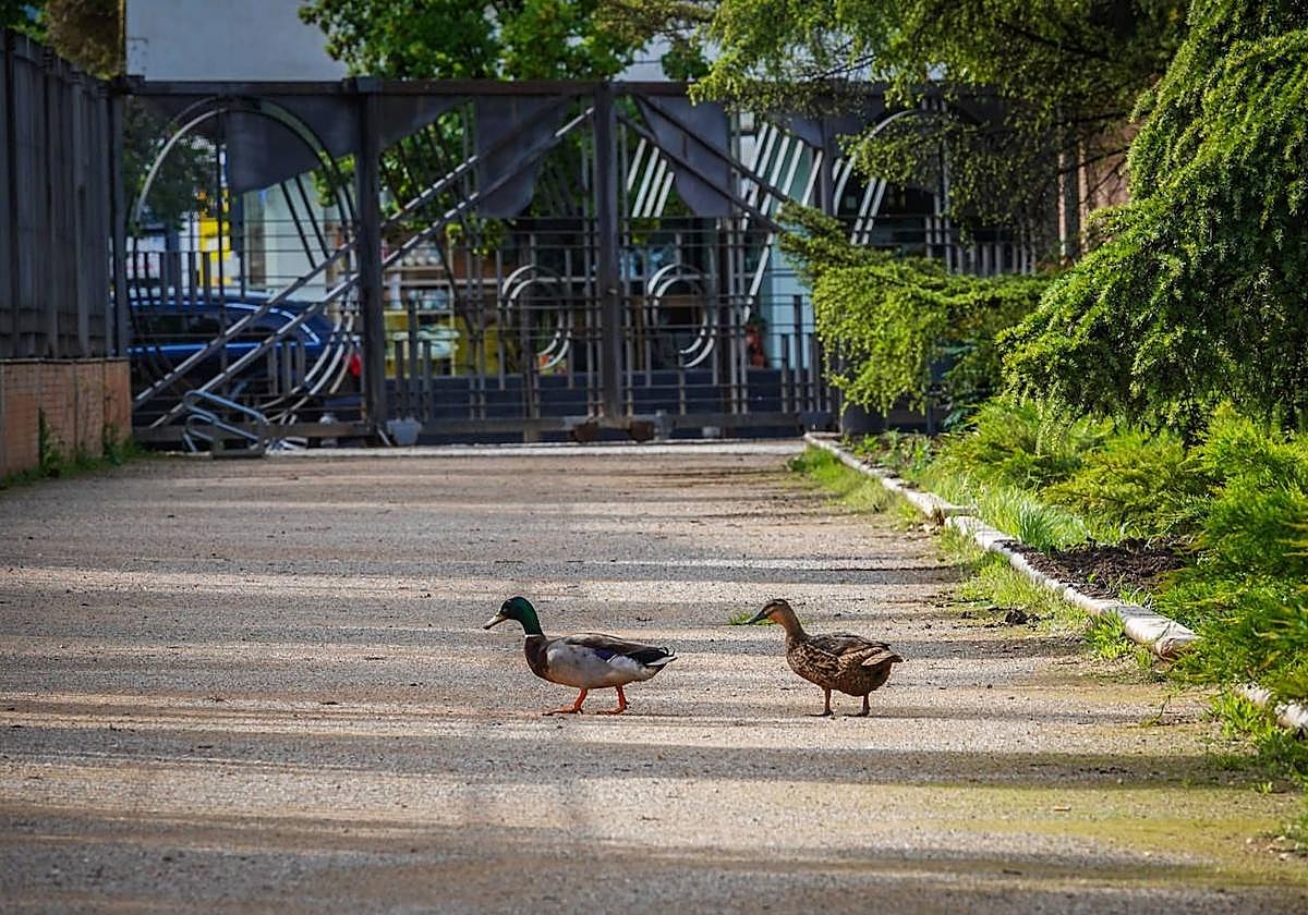 Patos en el parque Federico García Lorca, en Granada capital.