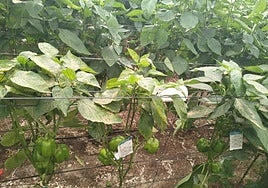 Plantas de pimiento afectadas por añara roja en un invernadero del Poniente.