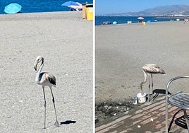 Flamenco en las playas de Torrenueva.