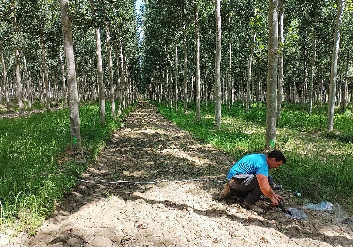 Una investigación analiza las mejores prácticas para maximizar el secuestro de CO2 en las choperas de Granada