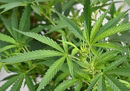 Incautados cinco detenidos por pertenecer a un clan del tráfico de marihuana en Alhendín.