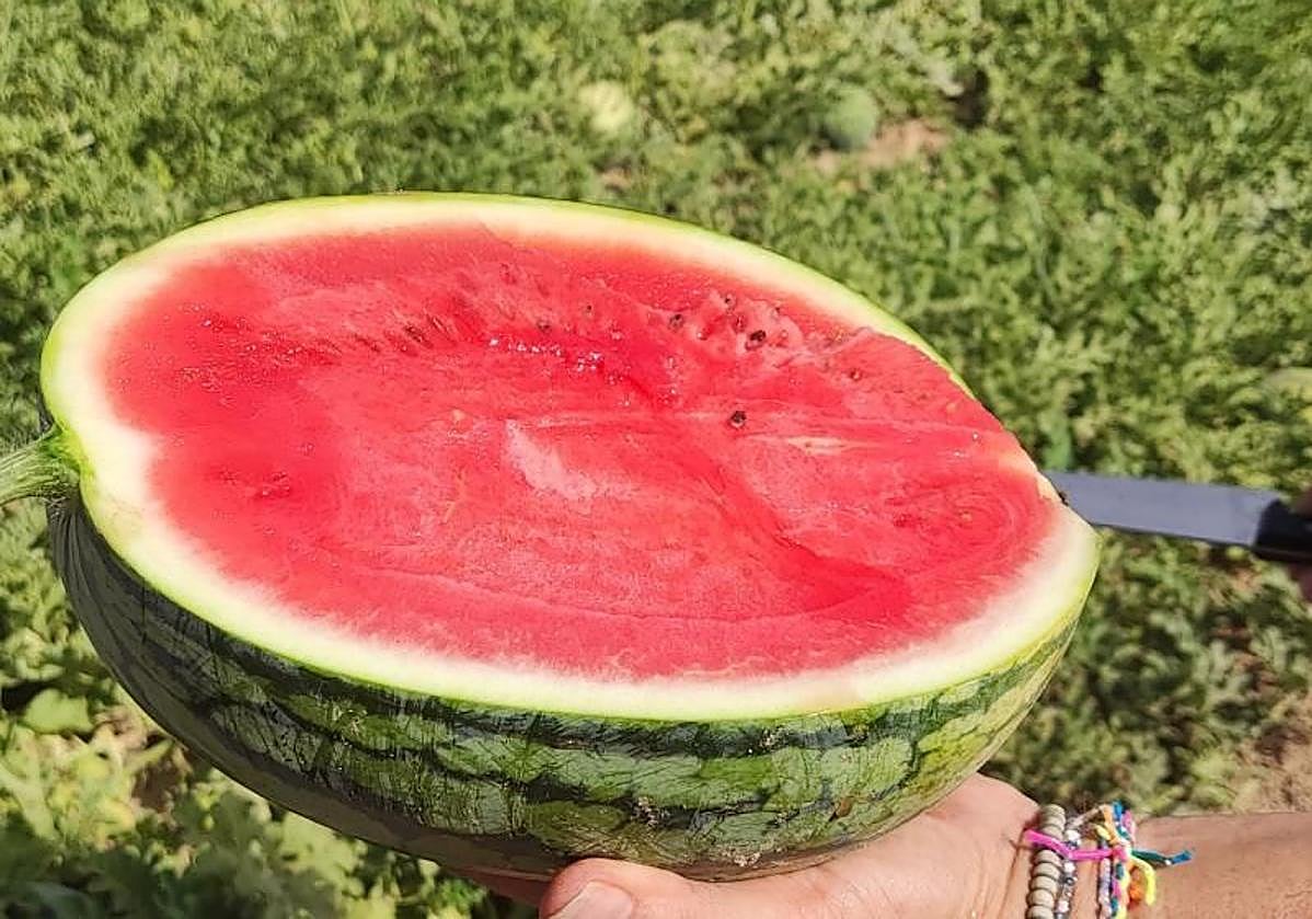 La fruta que sirve como antídoto para el dolor de cabeza y el calor.
