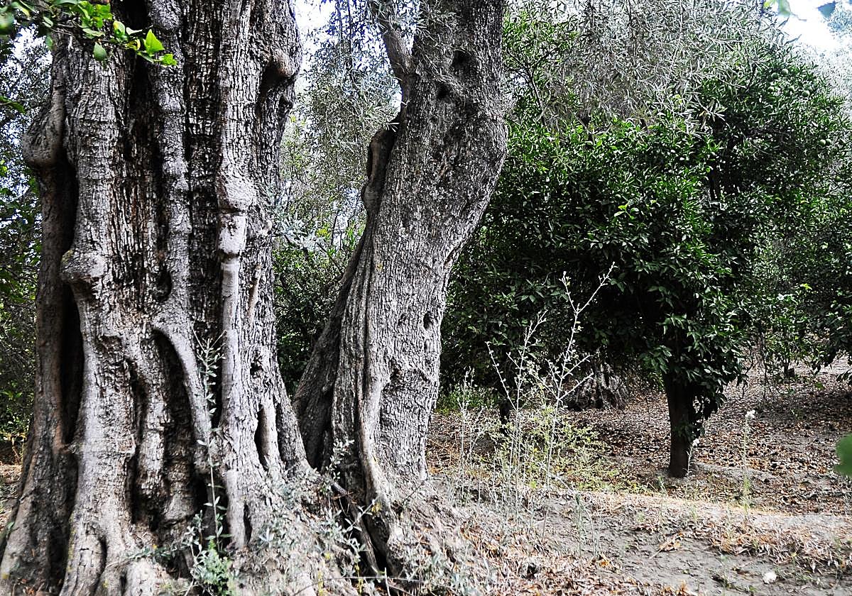 Olivo milenario de Béznar