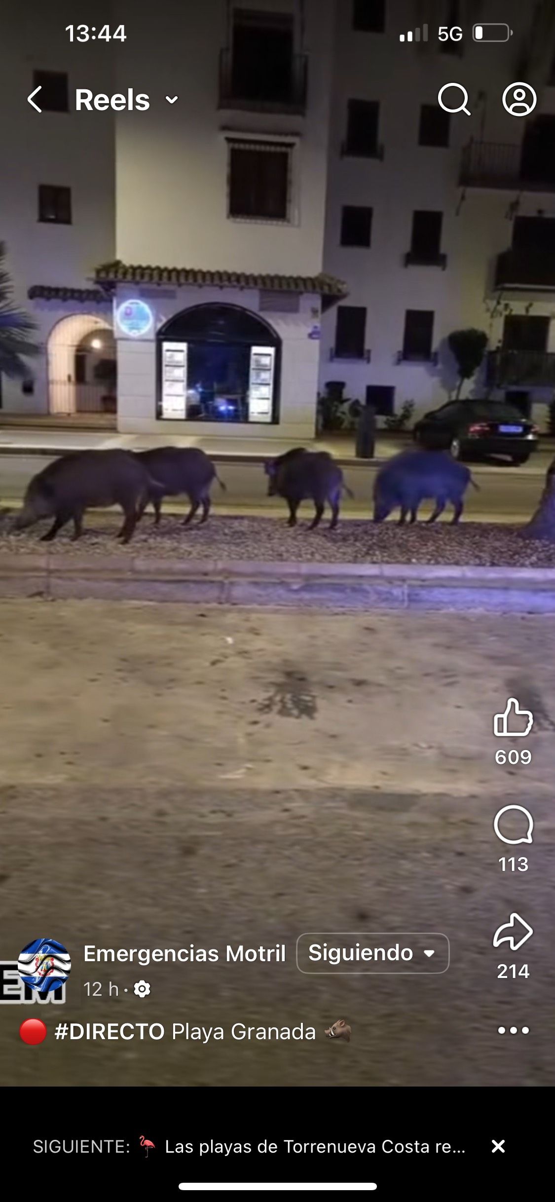 Grupo de jabalíes en Playa Granada.