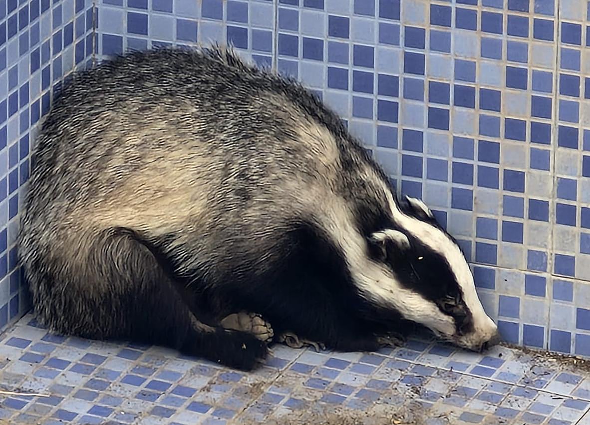 Imagen secundaria 1 - Rescate sorpresa de un tejón salvaje, poco habitual y desorientado en Pinos Puente