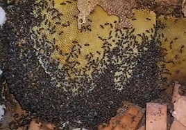 La colmena gigante descubierta en un tejado en Granada.